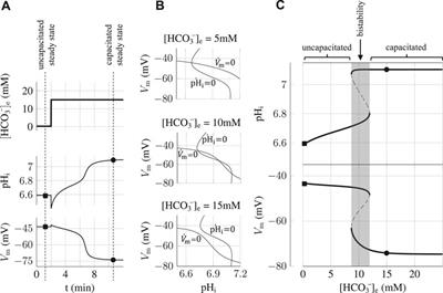 A Minimal Model Shows that a Positive Feedback Loop Between sNHE and SLO3 can Control Mouse Sperm Capacitation